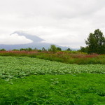ニセコジンギスカン - 羊蹄山がすぐ正面に見えます
