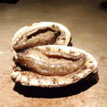 シャカ - 生のあわび