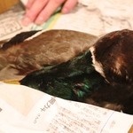 霞町かしわ割烹 しろう - 1月に食べれるであろうアミドリした鴨