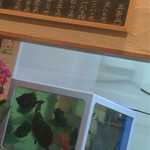 ずみっ！！酒場 やまといも - いけすもあります。 ちなみに黒いのはカワハギ？