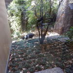 打心蕎庵 - 中庭にはネコが～