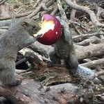 ガラク - リンゴ２人流で満腹のリス！