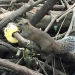 ガラク - パイナップルも食べます！