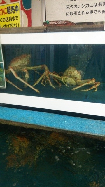 希少種のタカアシガニとアカザ海老を食べてみました By A 2野郎 蒲郡海鮮市場 三河鹿島 その他 食べログ 希少種のタカアシガニとアカザ海老を食べてみました By A 2野郎 蒲郡海鮮市場 三河鹿島 その他 食べログ