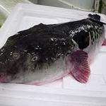 自然美庵　日本料理　悠善 - 浜採れ直送