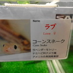 東京スネークセンター - 2015.12 ナンバー2のラブちゃん