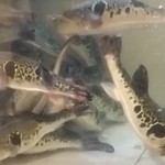 とらふぐ城 - 【H27.12.31】１階の大水槽。