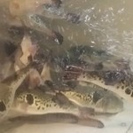 とらふぐ城 - 【H27.12.31】１階の大水槽。