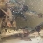 とらふぐ城 - 【H27.12.31】１階の大水槽。