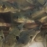 とらふぐ城 - 【H27.12.31】１階の大水槽。