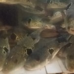 とらふぐ城 - 【H27.12.31】１階の大水槽。