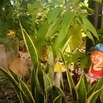 サバイジャイ レストラン - 緑とオブジェが可愛い