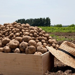 オーガニックを楽しむ♪