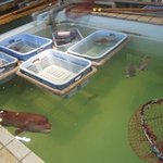 魚処　わき - お店の中にある大きないけすの中にいる旬のお魚をオーナーが活き造りやお刺身にして食べさせてくれます