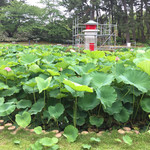 燕喜館 - 白山公園の蓮