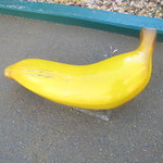 シック プッテートル - 近所のバナナ（店とは関係ありません）