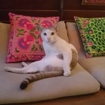 Madame Musur Bar & Restaurant - お店の猫ちゃん