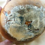 ジャックのパン屋 - 