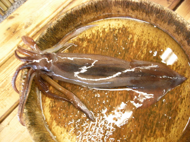 閉店 魚道場 だるま さかなどうじょう だるま 五稜郭 魚介料理 海鮮料理 食べログ