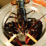 ライブロブスターレギュラーサイズ