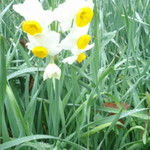 韻松亭 - 水仙が咲いてました。