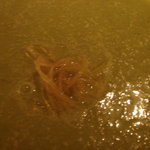 コート ドール - 梅しそのスープ