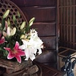 山しのぶ - 玄関のお花