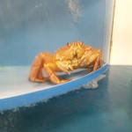 浜松 甲羅本店 - ぼく、たべれれちゃうの？