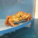 浜松 甲羅本店 - ねえ？