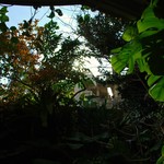 にふぇーら - 木々が活き活きと生えています