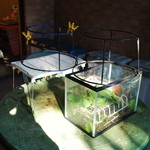 にふぇーら - 蝶の幼虫を飼っています