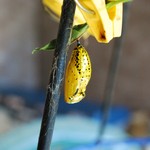 にふぇーら - 美しすぎる蝶のサナギ！黄金色なんですよ(｡-∀-｡)