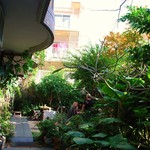 にふぇーら - ジャングルのような庭