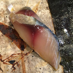 小判寿司 - 〆鯖