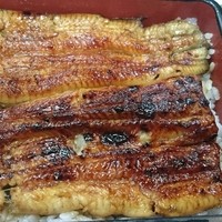 川越 いちのや - ご飯の上にたっぷりのうなぎ！