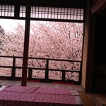 如意輪寺　お茶処 - H27/4お茶処からの桜風景