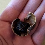 TASTE THE WORLD - 龍眼　リュウガン