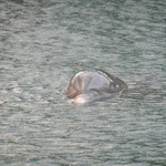 The Kahala Hotel & Resorts - Dolphin Lagoon