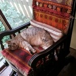 踵屋敷 - 猫ちゃん、お昼寝中(*´-`)