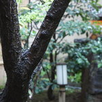 Kaname Annishitomiya - 明朝は雨。真夏の御湿りの庭もまた良い。