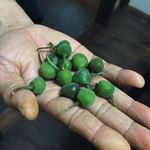 インドカレー クシ - 