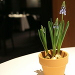 レフェルヴェソンス - ムスカリがテーブルを演出（2016.Jan)