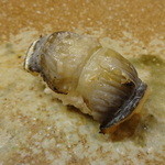 すし家 一柳 - 穴子