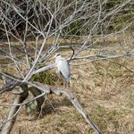 釜揚うどん一紀 - 【その他】御陵内で魚を取るのは禁止です by 宮内庁