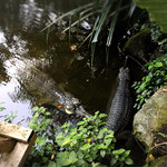 Ulu Ulu Safari Restaurant - 