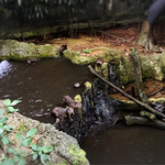 Ulu Ulu Safari Restaurant - 