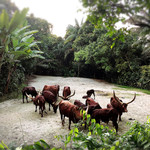 Ulu Ulu Safari Restaurant - 