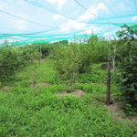 野の実 - ブルーベリー畑