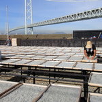 今中 - しらす干し最盛期