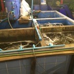 Khunying Restaurant - いけすあります